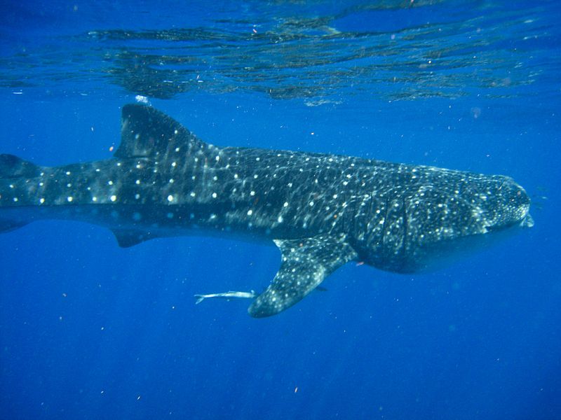Nadar con tiburones ballena Playas del mundo
