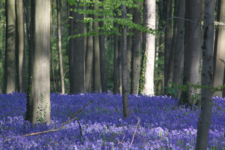 Hallerbos, el impresionante bosque azul